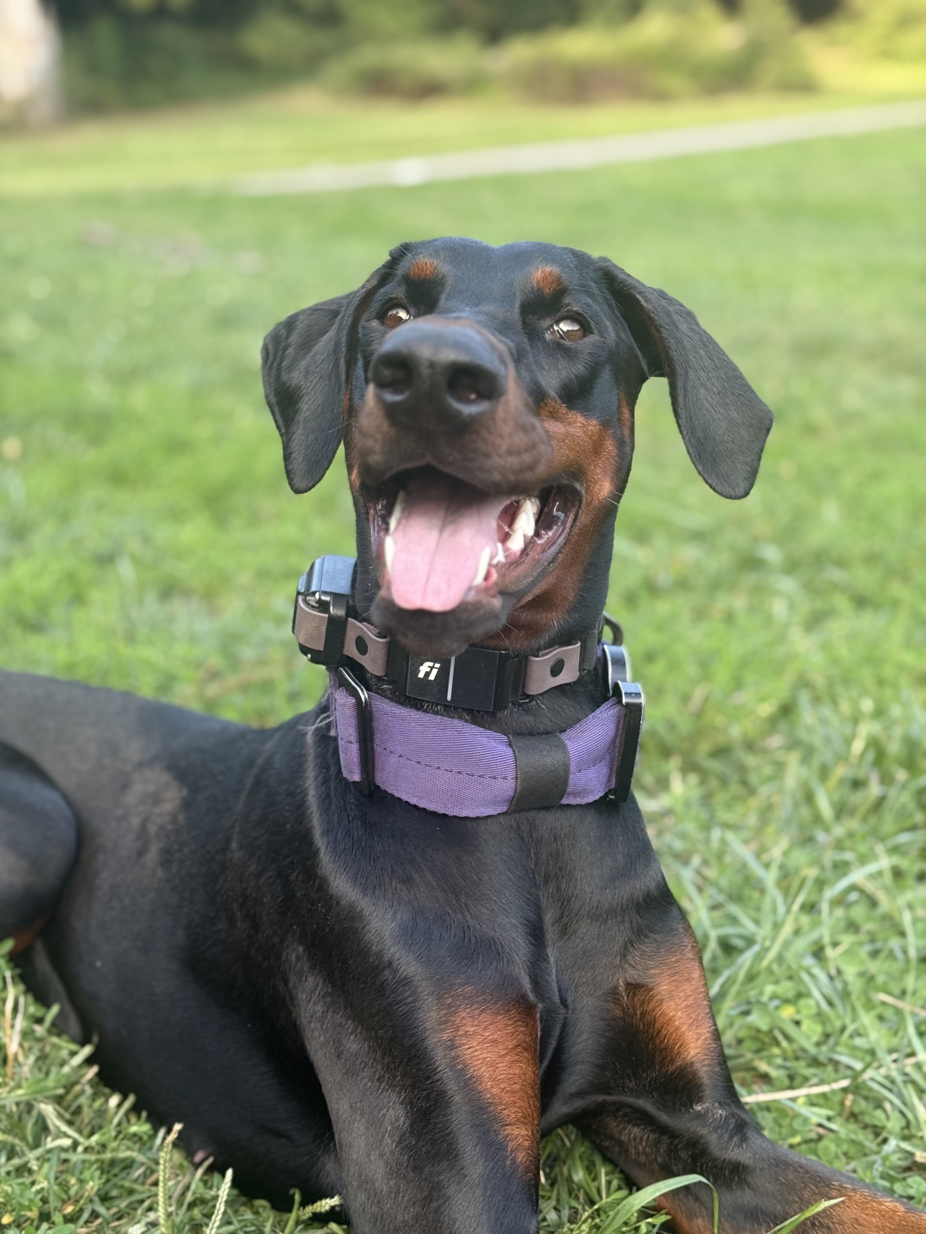 A Doberman lying happily in golden grass wearing a tactical collar