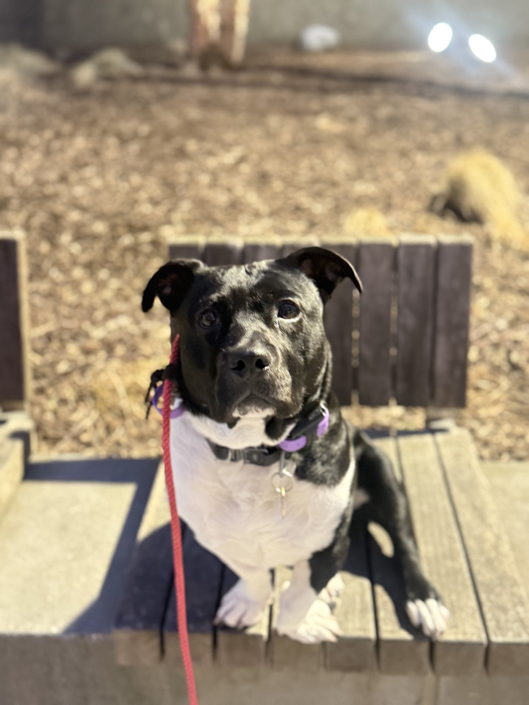 A pit-mix sitting squarely on wooden steps