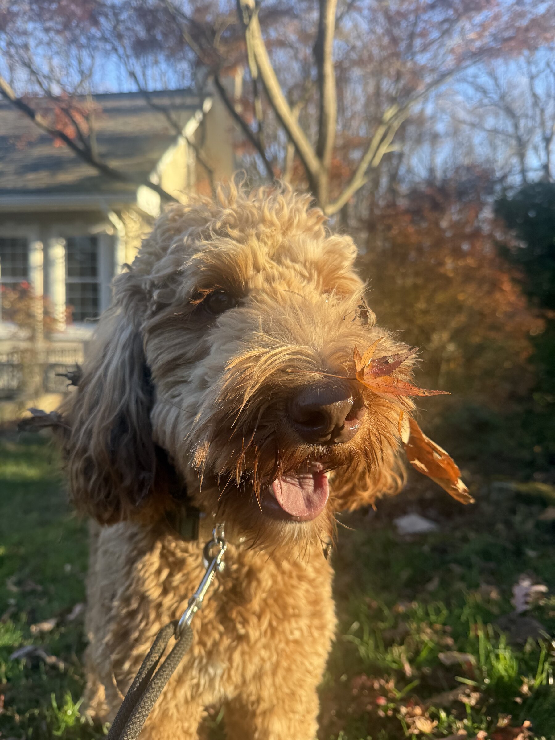 An apricot doodle with a leaf resting on its nose in golden-hour light