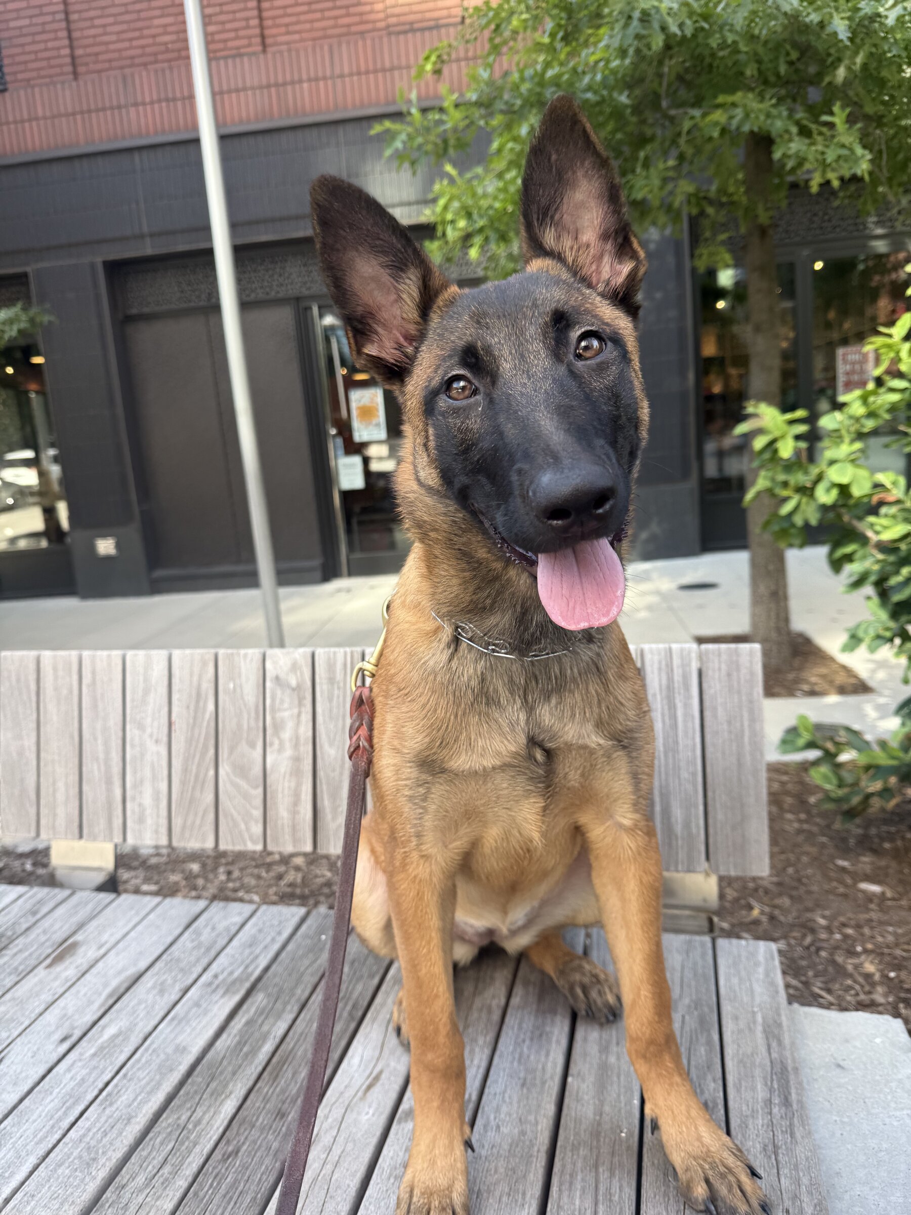 A young Malinois sitting calmly on a bench along a Brooklyn street